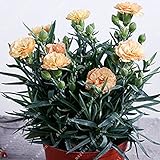 100pcs / bag様々なカーネーション種子Dianthus CaryophyIIus屋内バルコニー植栽種子100Carnations4