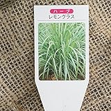 ハーブ 苗 【レモングラス】 3.5号ポット×4株セット