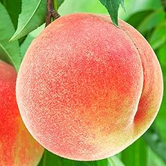 【Amazon.co.jp限定】紀の里の桃 約1.9kg《2025年6月中旬-8月中旬頃出荷》桃 白鳳 日川白鳳 八旗白鳳 清水白桃 川中島白桃 つきあかり もも 白鳳 先行予約 もも川中島 もも2025 もも 白鳳 和歌山県紀の川市 小容量