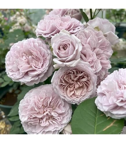 Amazon.co.jp: ［ ルクソール 6号鉢 大苗 予約 ］ 鉢植え バラ 薔薇