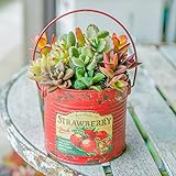 多肉植物 寄せ植え taniku フルーツビンテージ缶 ラウンド Lサイズ ( ストロベリー レッド 柄 )