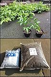パッションフルーツの苗２本と米ぬか酵素肥料とオカラ堆肥 多年草なので最大で4年間収穫できます。鈴なりの実を育てる事も可能です