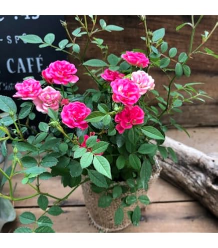 バラ台木専用出品 71+vmAtUu2L._AC_UF350,