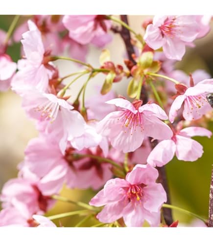 ☆垂れ桜☆専用ブローチ&リーガル 桜ブローチ SAKURA COLLECTION 2018 – YAGIKO online boutique