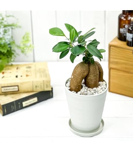 ガジュマル　太幹　フィカス　植物　インテリア 楽天市場】PLANCHU 観葉植物 ガジュマル 太幹大株 8号平鉢