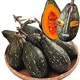 国華園　実生野菜苗　カボチャ　実生F1ウルトラ万次郎カボチャ＋受粉苗セット　2種4株（各2株）【※発送が国華園からの場合のみ正規品です】