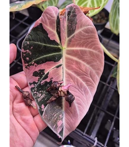 Amazon.co.jp: アロカシア 'フライングスクイード' 2寸 (Alocasia