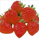 国華園　いちご苗　さちのかP　10株【※発送が国華園からの場合のみ正規品です】