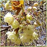 桜（サクラ）苗木　ウコン桜（黄桜）