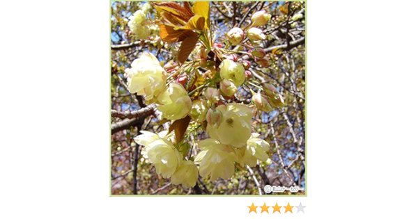Amazon 桜 サクラ 苗木 ウコン桜 黄桜 花