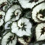 【山野草】ベゴニア「エスカルゴ」