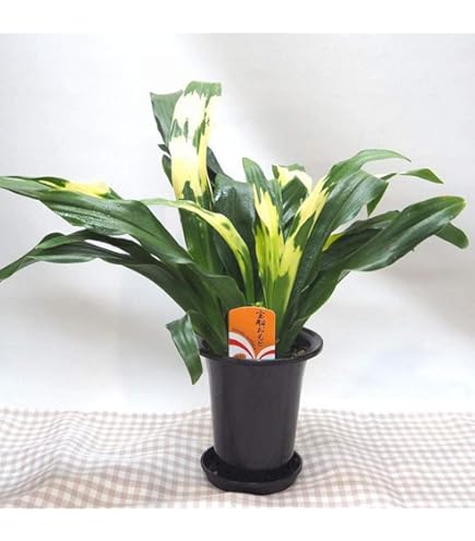 ‼️おもと、オモト、万年青 5株位　縁起物　開運 楽天市場】万年青 オモト 縁起物として ギフトにおすすめ 5号鉢