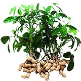 10個入り/袋庭の有機植物ピーナッツ種子、野菜の種子や果物の種