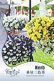 四季鉢植えの花の種子パンジー20粒の寒波シリーズ花を哀れむを垂らします