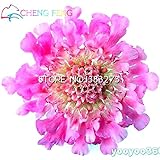 10 Blue Flower Seeds Beautiful Color Wedding Party Flores Plant Hardy Plants Flower Seeds Exotic Orn