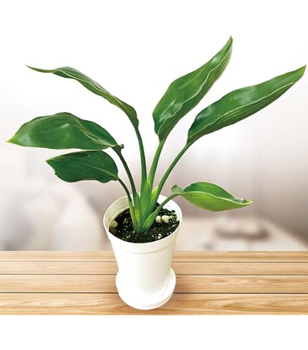 観葉植物 ストレリチア レギネ Amazon｜観葉植物：ストレリチア レギネ*4号プラポット｜観葉植物