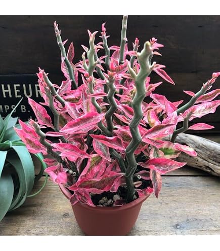 Amazon.co.jp: アガベ チタノタ 姫厳竜 ひめげんりゅう Agave titanota