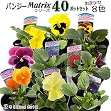パンジー 苗 おまかせ40ポットセット 8色x5ポット