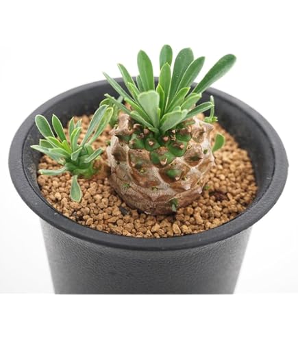 Amazon.co.jp: 塊根 ユーフォルビア 薔薇大戟 2-3cm 1株 : DIY・工具