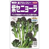 サカタのタネ 実咲野菜2507 茎ブロッコリー 紫セニョーラ