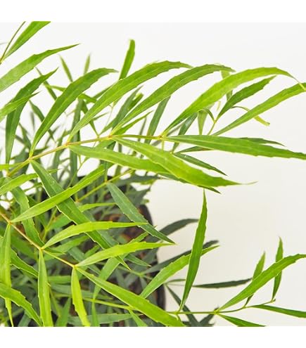 Amazon.co.jp: Get! Plants マホニア コンフューサ 18cmポット 4本