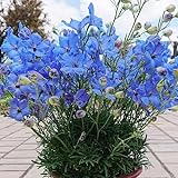 花苗 デルフィニウム チアブルー 2株 / 国華園 24年春商品