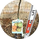 クルミ 苗木 菓子くるみ 12cmポット苗 くるみ 苗 胡桃