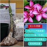 【希少なハイブリッド種】プルメリアのベアルート発根苗 ‘Sao Nonthaburi(S. Non)' 栽培セット【スリット鉢・プルメリア専用培養土・栽培説明書つき】