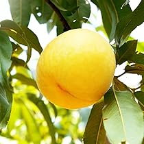 Amazon.co.jp: ITANSE 桃の苗木 黄金桃 4～5号ポット【品種で