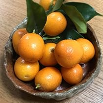 金柑 61mzMevjbGL._AC_UL210_SR210,