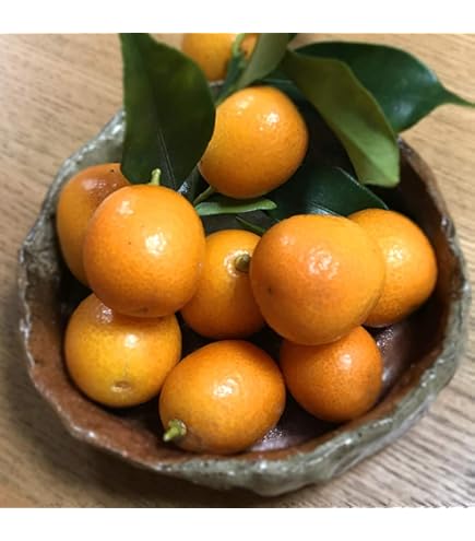 Amazon.co.jp: 金柑 苗 【ぷちまる】 種なしきんかん 1年生接木苗 登録