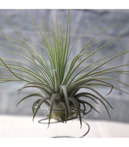 Amazon｜おしゃれ 観葉植物 エアープランツ：チランジア カウツキー