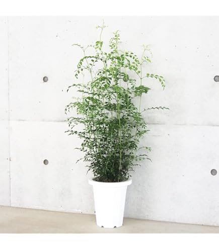 【現品】アガベ・オバティホリア・ワイドリーフ　10号鉢　うＣ番 14249_1.jpg