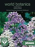 WB 英国ジョンソンズシード world botanics Campanula lactiflora Mixed カンパニュラ・ラクチフローラ・ミックス