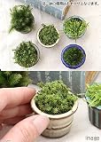 (観葉)苔盆栽 おまかせ苔 豆鉢植え(10鉢) [生体]