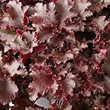 [黒系・大型種]ヒューケラ：フリンジチョコ2.5号3株セット[MPS] ノーブランド品