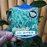 S2-茶/ヤブ北茶　樹高50cm前後　ポット苗