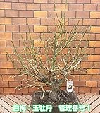 花芽いっぱいの寒梅 玉牡丹 １０号鉢(24×33cm陶器鉢)