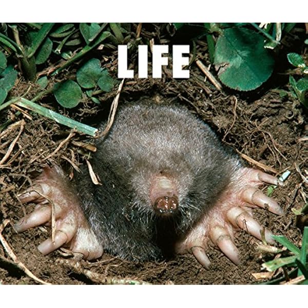 Amazon.co.jp: LIFE(初回生産限定盤) - フジファブリック (DVD付