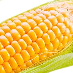 【特大】北海道名寄産 とうもろこし 極甘 スイートコーン 「 ゴールドラッシュ 」 8.5kg 以上 【2025年8月上旬-9月中旬頃出荷】 とうもろこし 極甘 スイートコーン 「 ゴールドラッシュ 」 特大 北海道20～22本 特大 サイズ北海道 