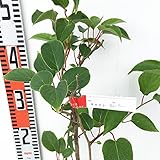 サルナシ 苗木 スイティー 12cmポット苗 さるなし 苗