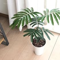 Amazon｜観葉植物 ネムノキ エバーフレッシュ 5号鉢 観葉植物