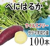 5月29日（火）発送 さつまいも べにはるか 切り苗 100本