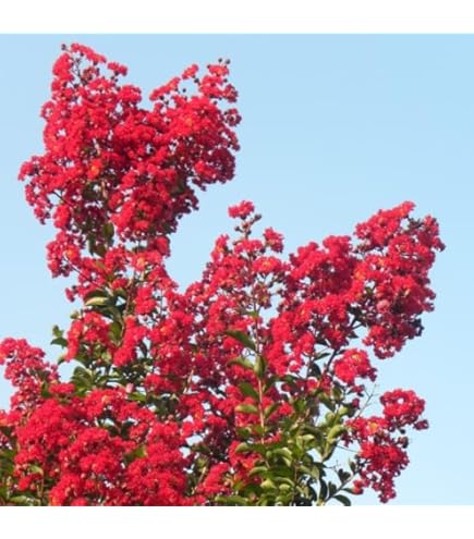 Amazon.co.jp: 百日紅苗 サルスベリ ペーパーミントレース百日紅 : DIY