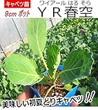 キャベツ 苗 ＹＲ春空 5ポットセット