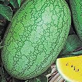 【メール便配送】　国華園　野菜たね　スイカ　嘉宝西瓜　1袋(2ml)【※発送が国華園からの場合のみ正規品です】