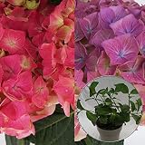あじさい苗　【プチハッピー苗木】　5号鉢　あじさい　アジサイ　紫陽花　花鉢植え　花