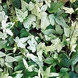 ヘデラ：へリックス白雪姫3号ポット2株セット ノーブランド品