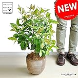 LAND PLANTS レモンマートル テラコッタ鉢
