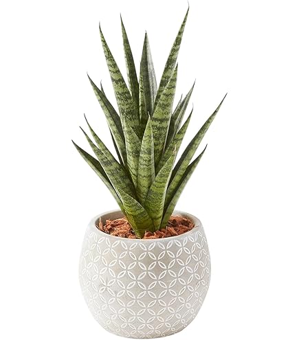 Amazon｜ビスマルキア・ノビリス シルバー7号【品種で選べる観葉植物